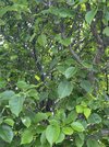 IMG_8015.jpeg IMG_8015.jpeg