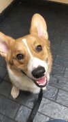 mrdarcythecorgi.jpg